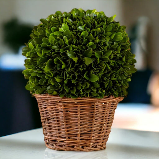 7" Preserved Boxwood Ball in Basket - Bratton's Uniques & Antiques