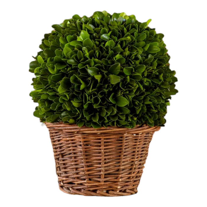 7" Preserved Boxwood Ball in Basket - Bratton's Uniques & Antiques
