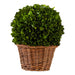 7" Preserved Boxwood Ball in Basket - Bratton's Uniques & Antiques